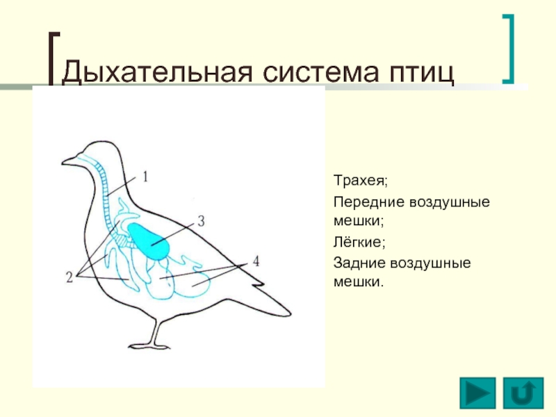 Схема дыхательной системы у птиц