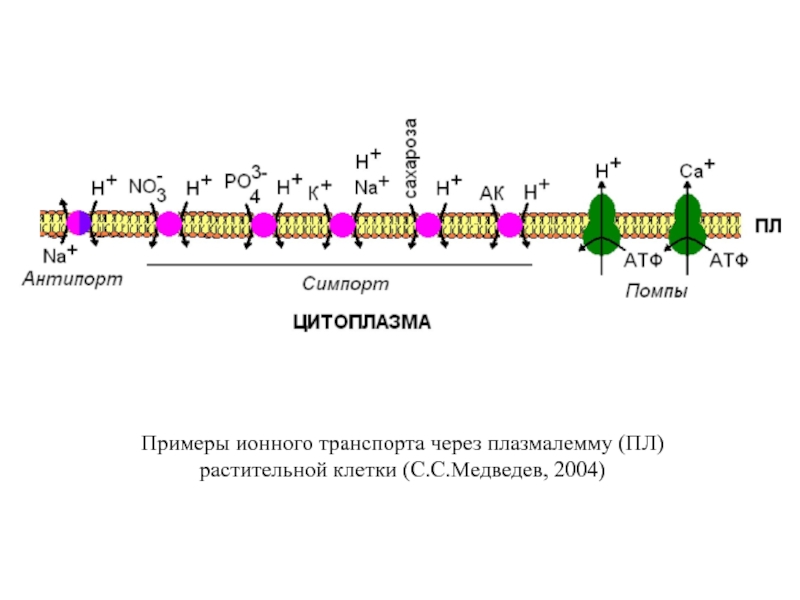 Ионный транспорт. Примеры транспорта через плазмалемму. Транспорт веществ через плазмалемму. Виды транспорта через плазмолемму.