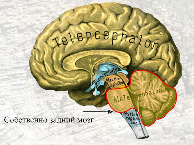 Что входит в состав заднего мозга. Задний мозг. Собственно задний МОЗ. Собственный задний мозг. Задний мозг мозг.