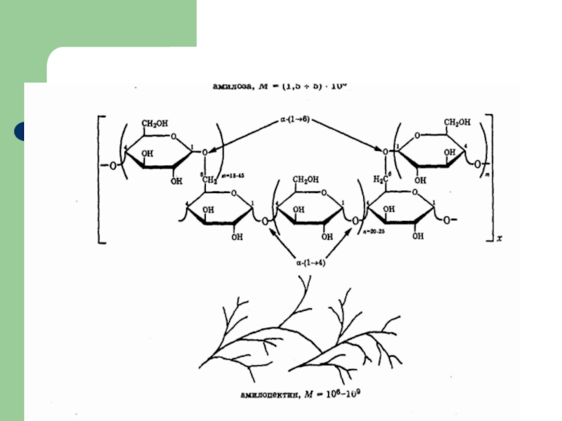 Схема строения крахмала