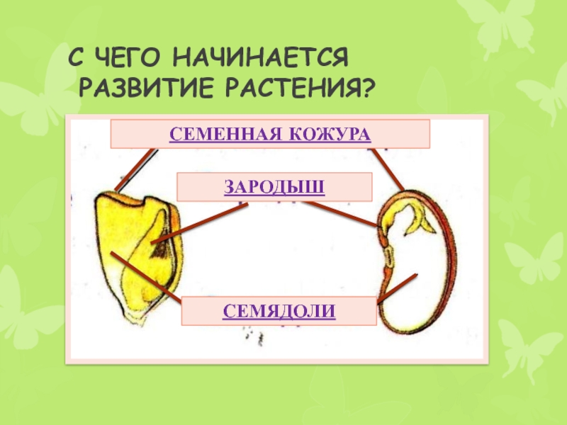 Составьте схему индивидуальное развитие растения биология 6 класс