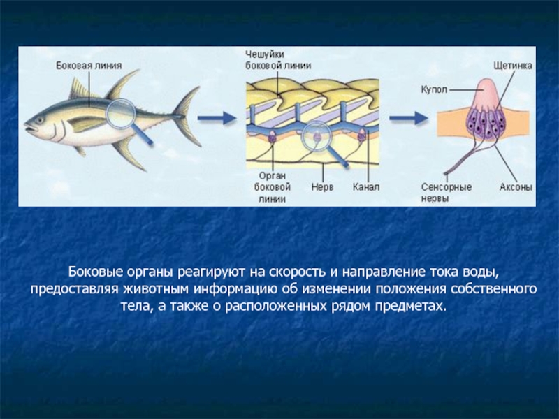 Направление течения рыбы определяют. Боковая линия у рыб. Органы боковой линии у рыб. Строение боковой линии. Боковая линия орган чувств у рыб.