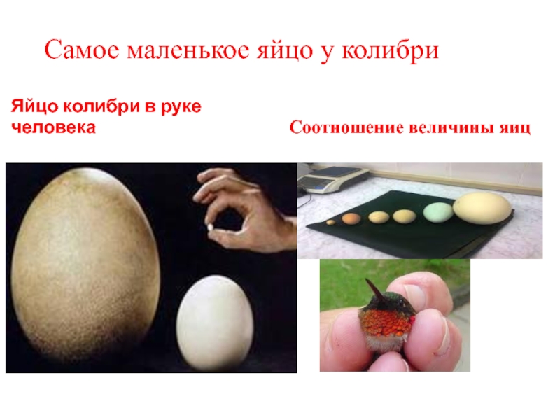Самое сильное яйцо. Самые маленькие яйца. Яйца Колибри размер. Самое маленькое яйцо птицы. Самое маленькое куриное яйцо.