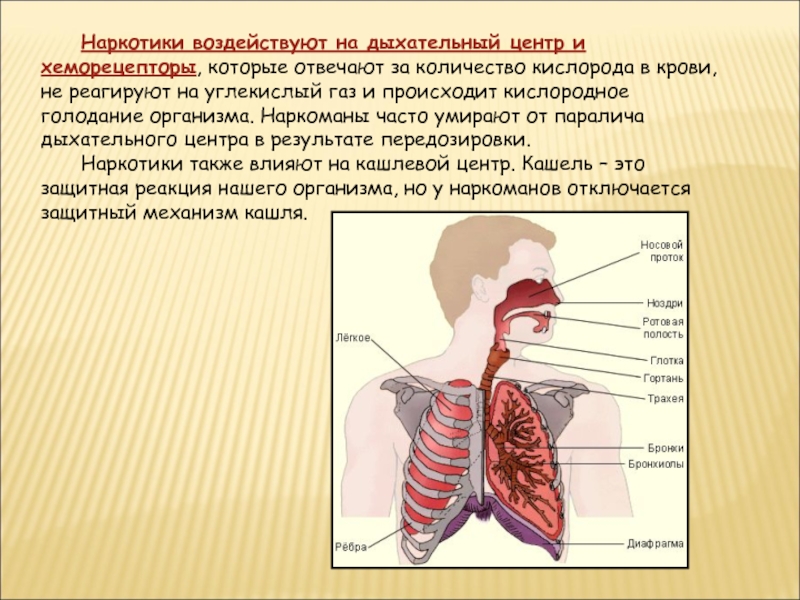 Влияние углекислого газа на дыхательный центр исследовательский проект 8 класс