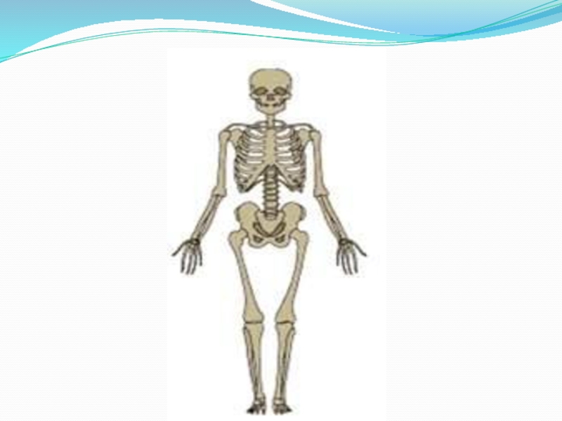 Сколько отделов скелета. Отделы скелета. Строение скелета человека. Рост скелета человека. Скелет человека 8 класс биология.