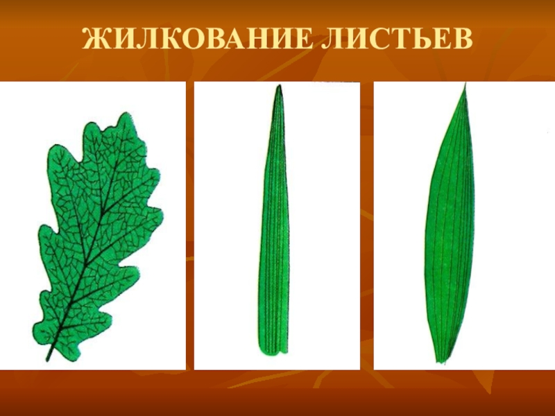 Жилкование листа биология 6. Жилкование листьев у злаковых. Вильчатое жилкование. Тип жилкования листа дуба. Жилкование листьев дуба.