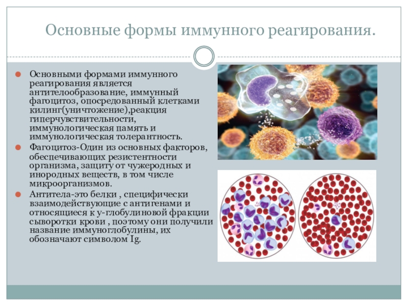 Презентация иммунологическая память