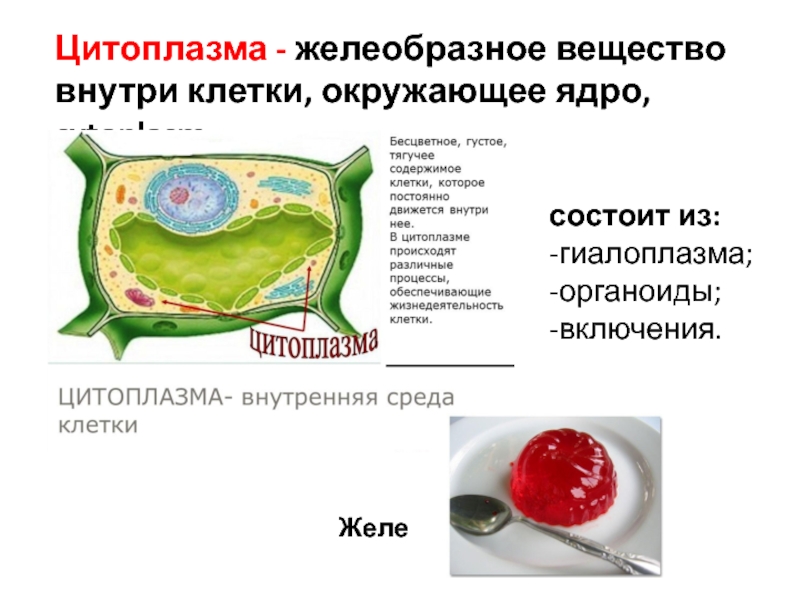 Плотное образование внутри клетки