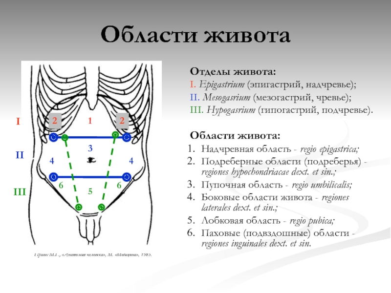 Зоны брюшной полости схема