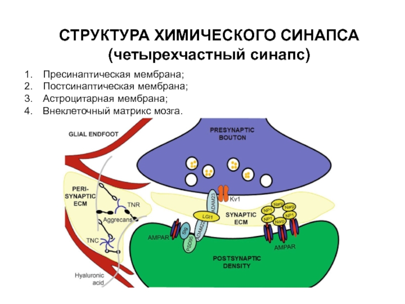 Строение химического синапса рисунок