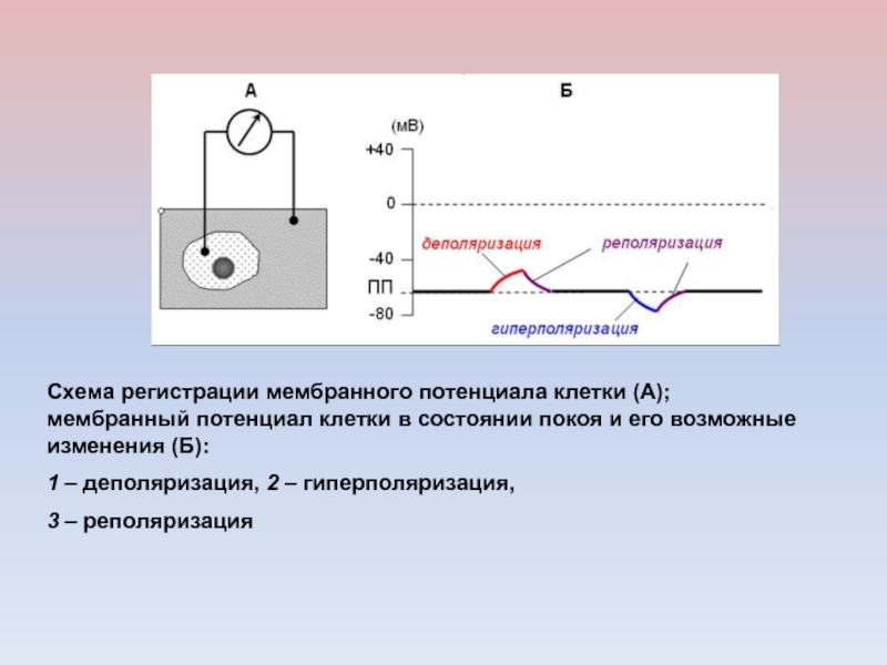 Мембранные потенциалы клетки схема. Гиперполяризация мембраны схема. Схема регистрации мембранного потенциала. Мембранный потенциал покоя схема.