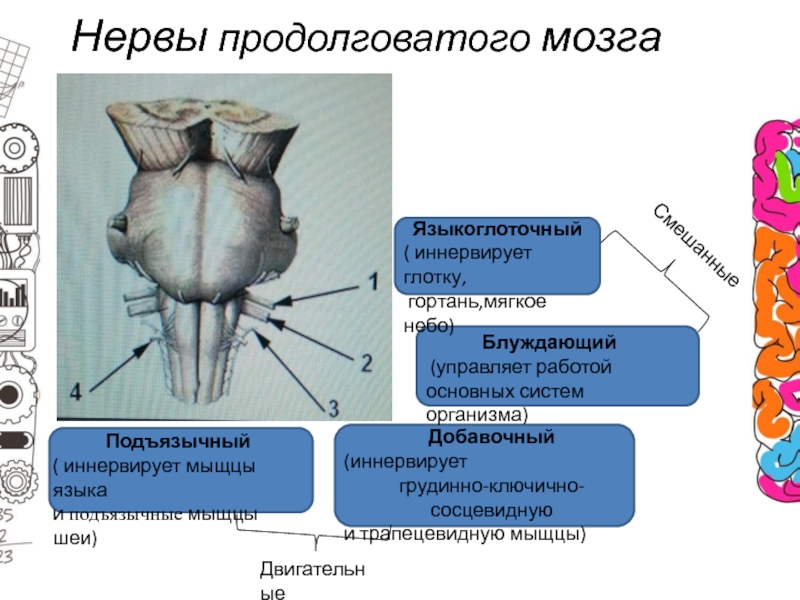 Продолговатый мозг на рисунке