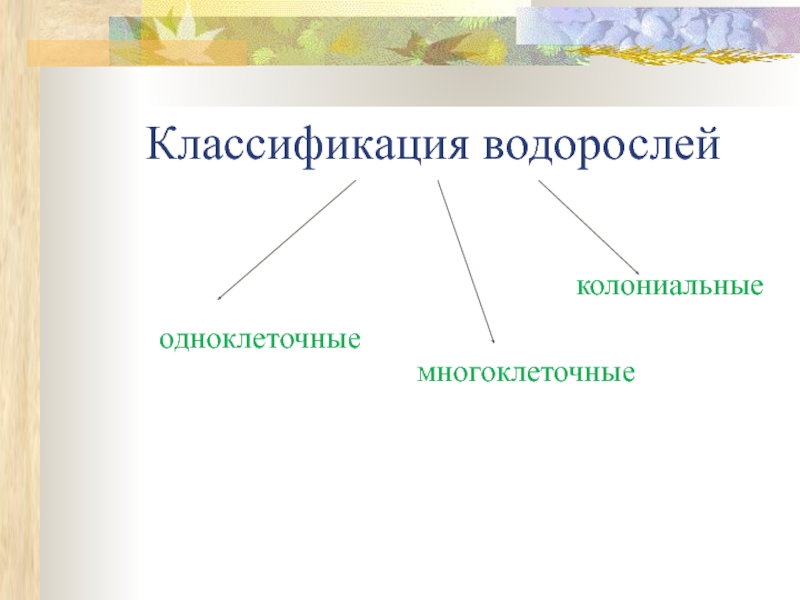 Какие признаки лежат в основе систематики водорослей. Классификация водорослей схема. Систематическая классификация водорослей. Принципы классификации водорослей. Современная систематика водорослей.