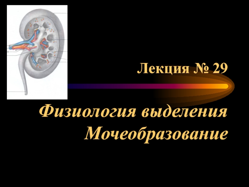 Презентация Лекция № 29 Физиология выделения Мочеобразование