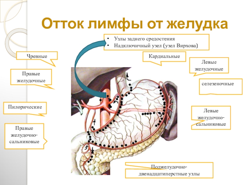 Отток лимфы