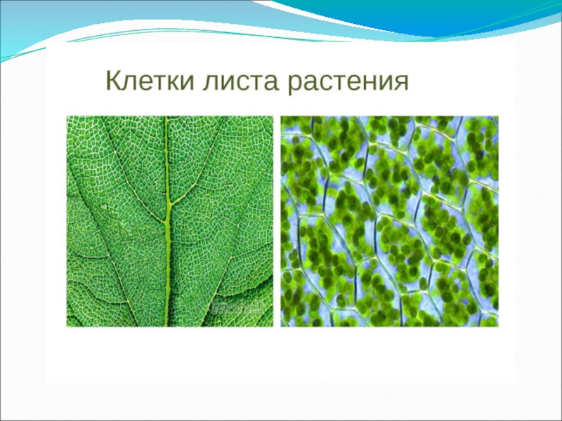 Рассмотрите электронные фотографии поверхности листьев растений как