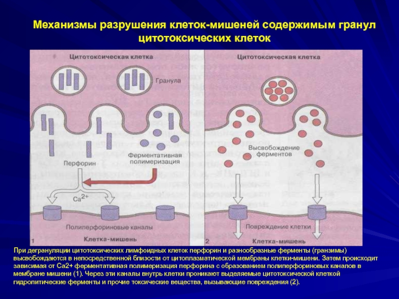 Клеточный механизм. Перфорин-гранзимовый механизм цитотоксичности. Перфорин гранзимовый путь. Механизм разрушения клеток. Клетки мишени.