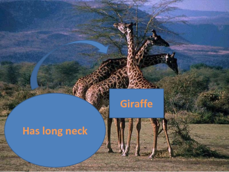 A giraffe has got a long neck