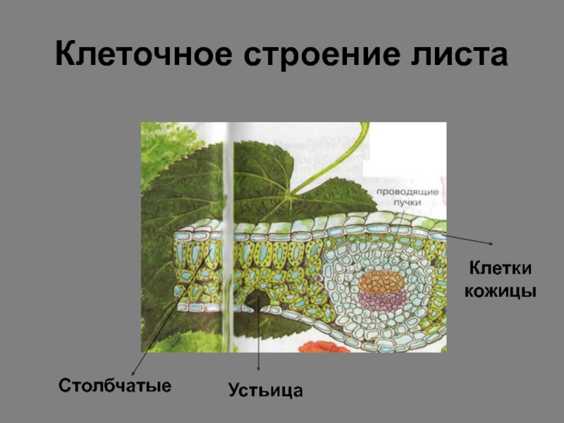 Строение клеток кожицы