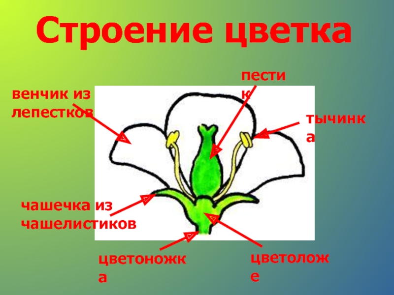 Репродуктивные части цветка обозначенные на рисунке