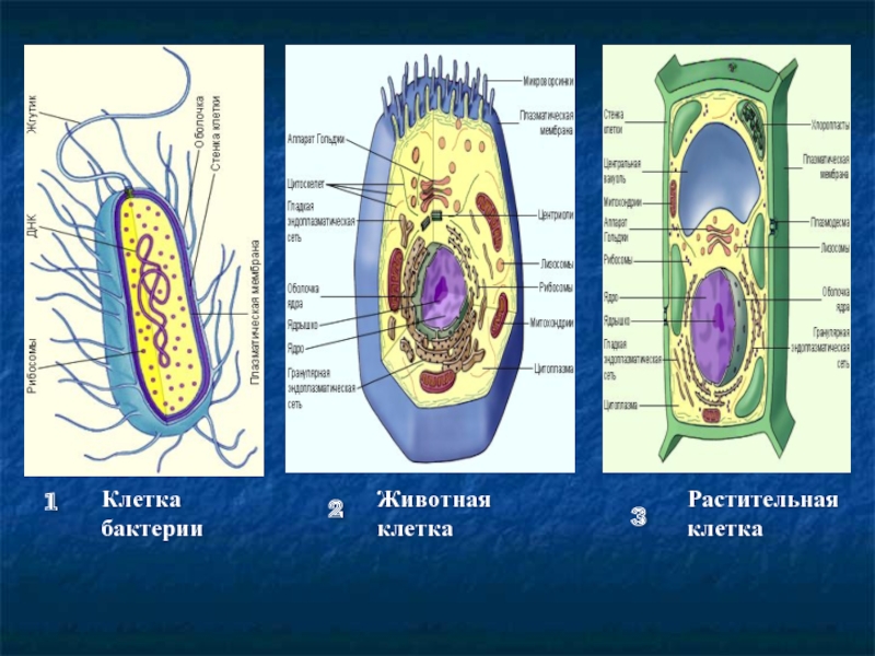 Клетки растительные животные бактериальные грибные. Строение клетки бактерии животного и растения. Строение растительной грибной и бактериальной клетки. Строение клеток растений животных грибов и бактерий. Строение клетки бактерии животной и растительной.