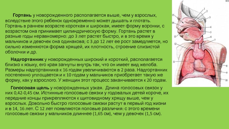 Детская гортань. Форма гортани у детей раннего возраста. Гортань новорожденного. Гортань ребенка и взрослого. Возрастные особенности дыхательной системы.