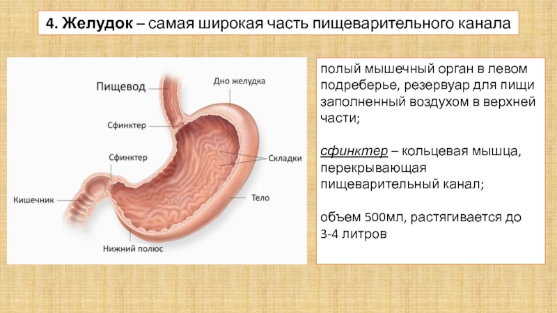 Сфинктеры кишечника человека схема