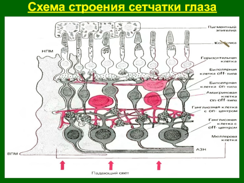 Схема строения сетчатки