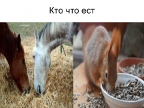 Кто что ест