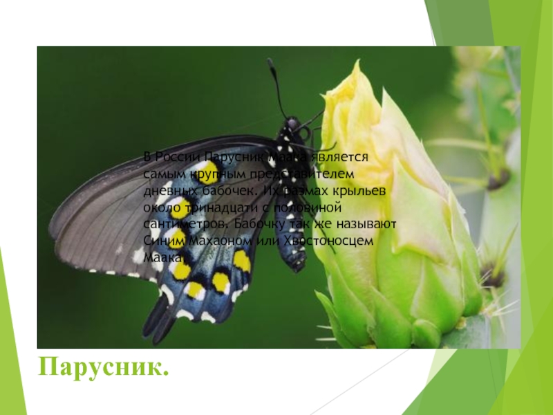 Парусник.В России Парусник Маака является самым крупным представителем дневных бабочек. Их размах крыльев около тринадцати с половиной