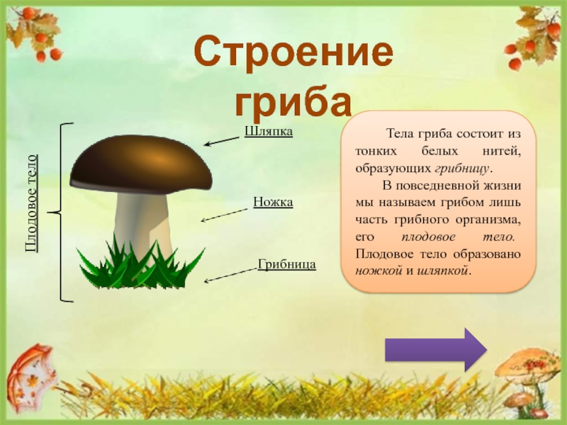 Роль деревьев в жизни грибов заключается