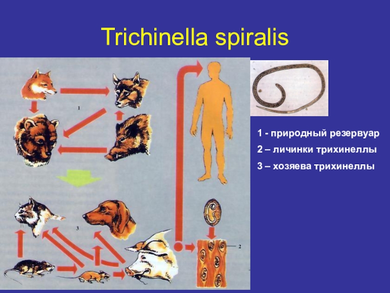 Распространенность гименолепидоза на территории России Trichinella spiralis1 - природный резервуар2 – личинки трихинеллы3 – хозяева трихинеллы Trichinella spiralis1 - природный резервуар2 – личинки трихинеллы3 – хозяева трихинеллы
