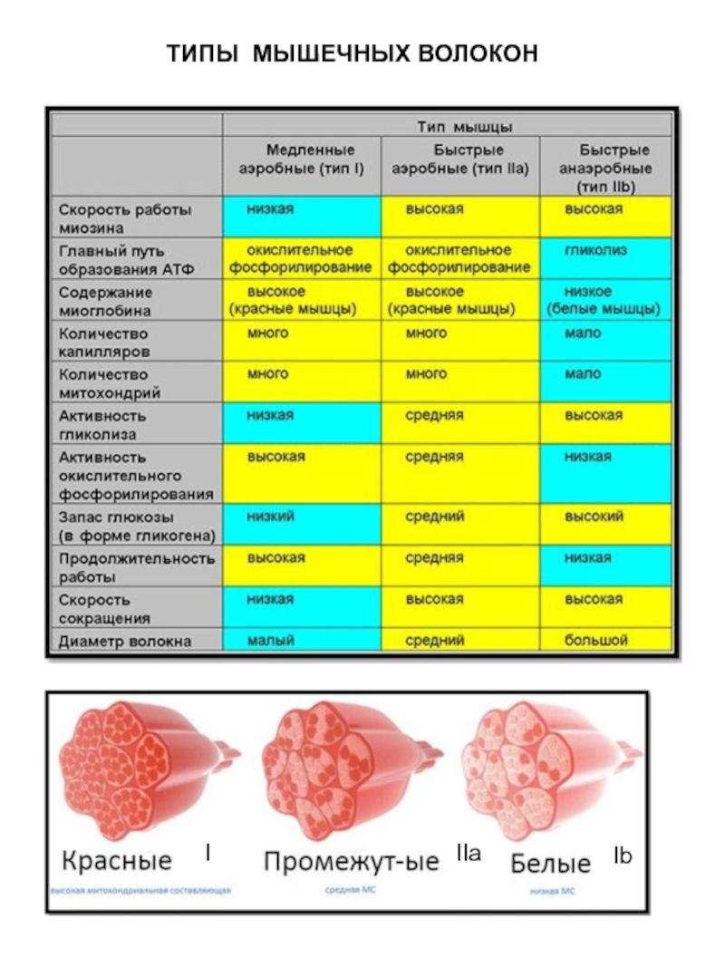 Типы волокон. Характеристики мышечных волокон 1 типа. Типы мышечных волокон быстрые и медленные. Соотношение красных и белых мышечных волокон это. Типы мышечных волокон белые красные промежуточные.