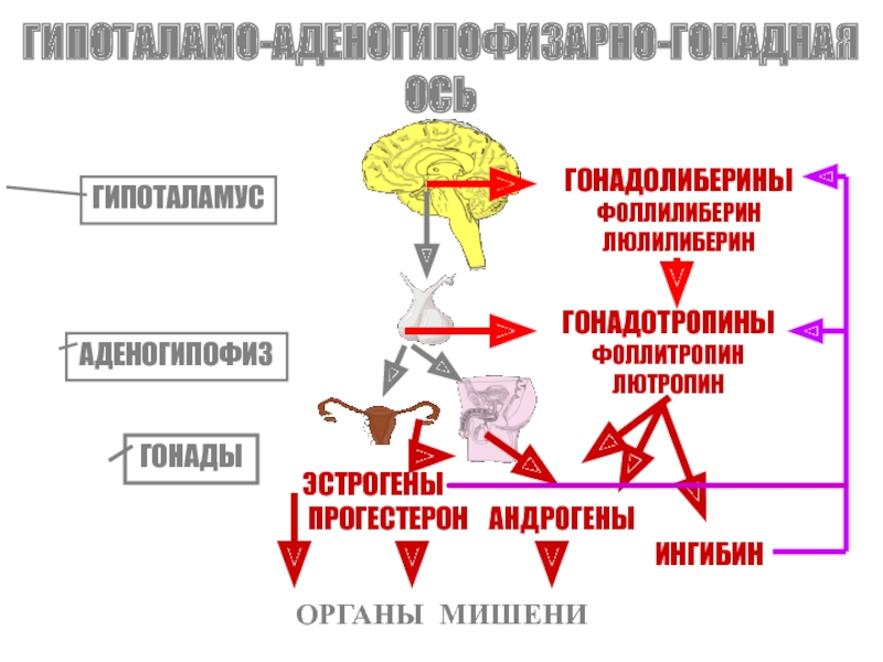 Индекс андрогенов