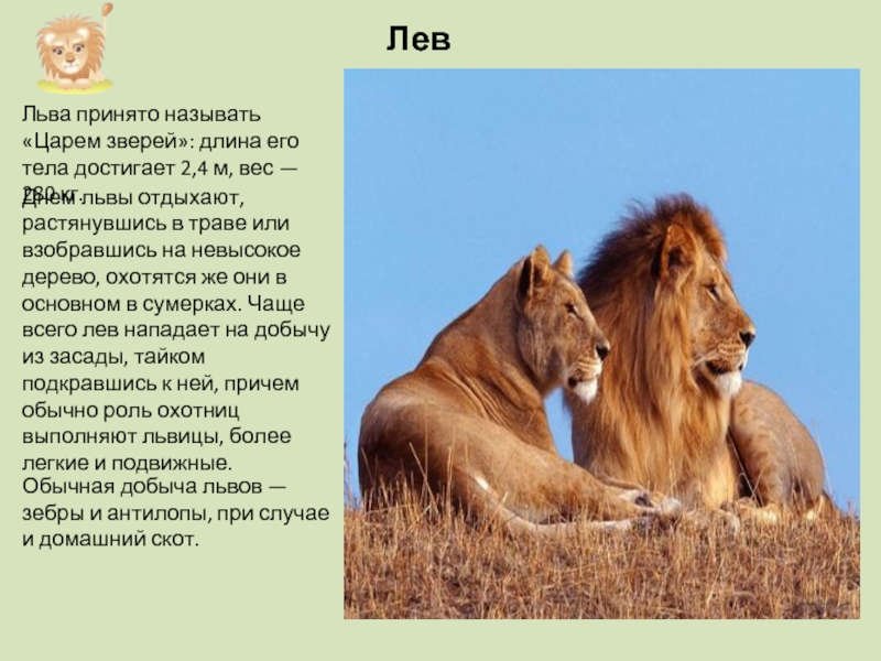 Льва принято называть «Царем зверей»: длина его тела достигает 2,4 м, вес — 280 кг.Днем львы отдыхают,