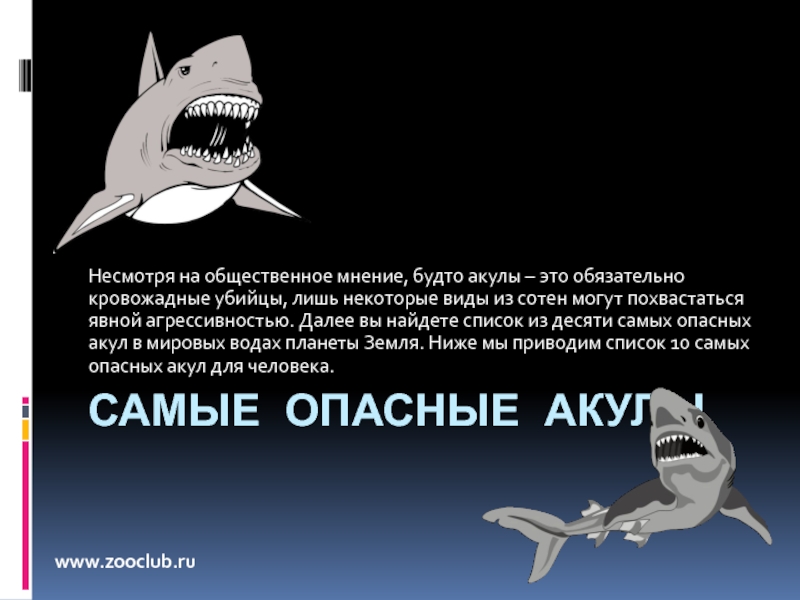 Самые опасные акулы