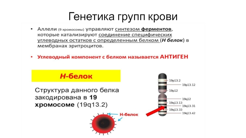 Генетические группы. Генетика крови. Группы крови в генетике. АВО аллели крови. Биохимические и генетические особенности групп крови системы АВО.