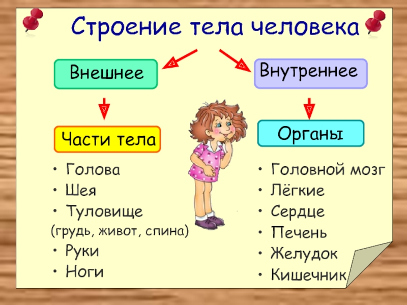 2 класс презентация строение тела человека 2 класс школа россии