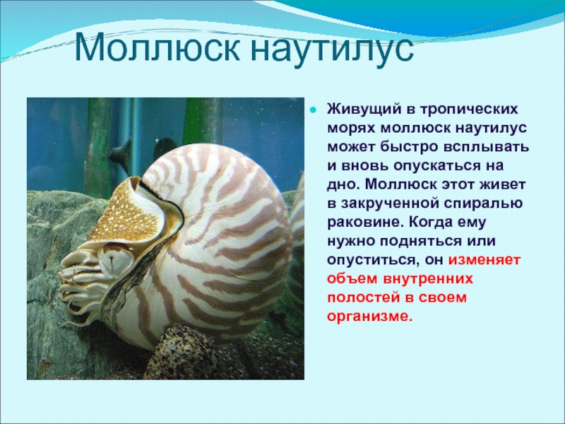 Моллюск наутилусЖивущий в тропических морях моллюск наутилус может быстро всплывать и вновь опускаться на дно. Моллюск этот