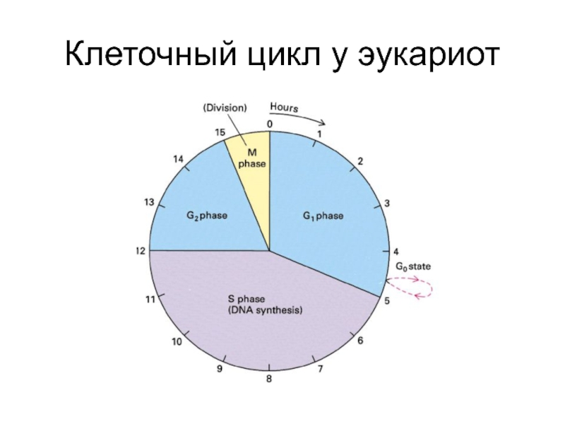 Клеточный цикл эукариот