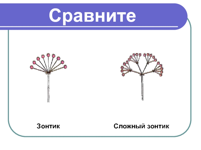 Простой зонтик соцветие рисунок