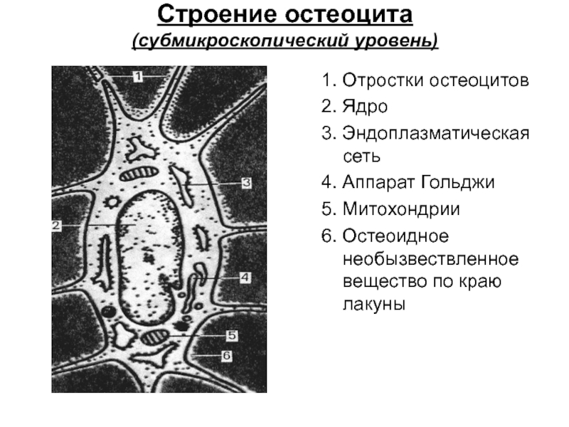 Схема строения остеобласта