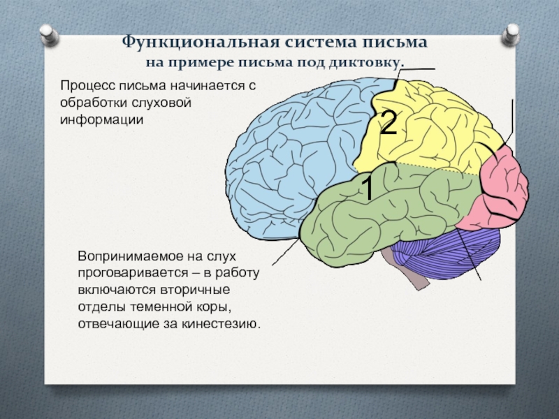 Процесс письма. Функциональная система письма. Структуру функциональной системы письма. Функциональная система чтения и письма. Структурно функциональное строение письма.