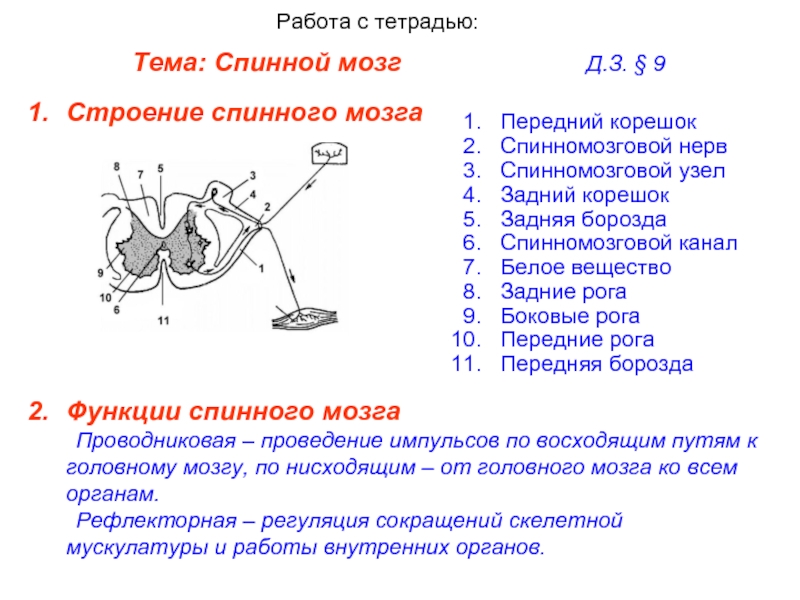 Функции корешков спинного мозга задних и передних