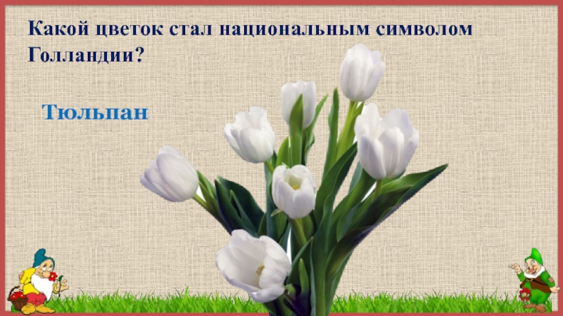 Какой цветок стал. Цветочная Азбука тюльпан. Какой цветок стал национальным символом Голландии. Азбука цветов 1 класс тюльпан. Исследовательская работа Азбука цветов.