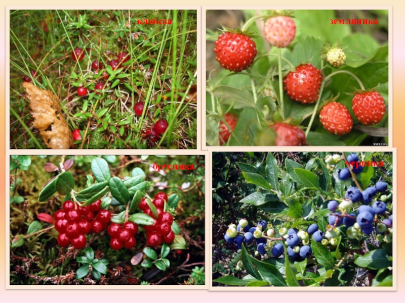 Лесные ягоды крыма фото с описанием