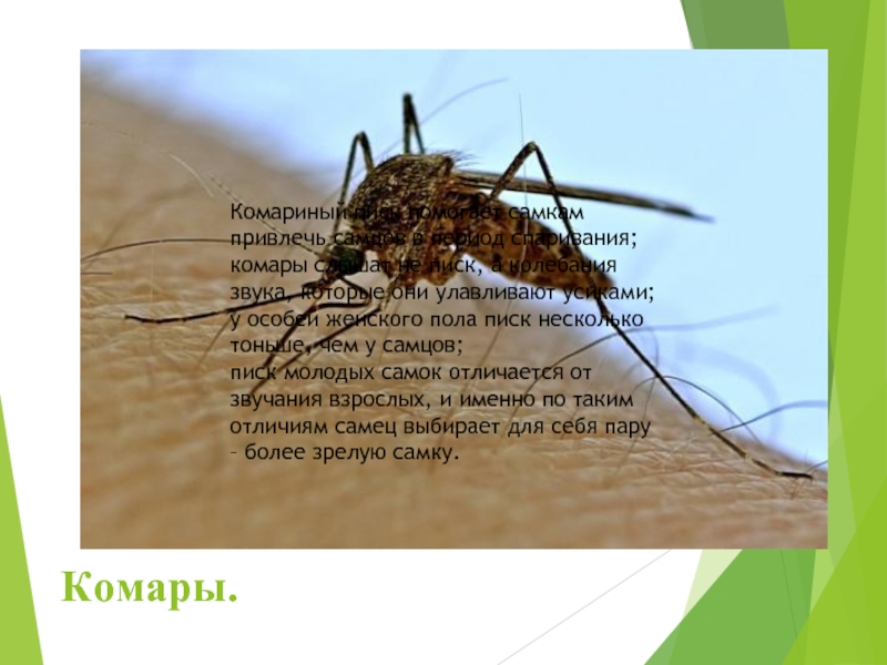 Комары.Комариный писк помогает самкам привлечь самцов в период спаривания;комары слышат не писк, а колебания звука, которые они