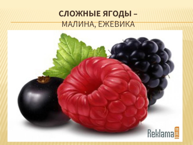 Сложные ягоды –  малина, ежевика
