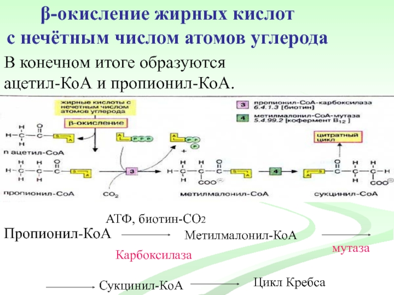 Бета окисление схема