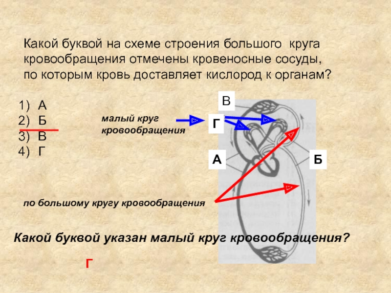 Какой буквой на схеме строения большого круга кровообращения отмечены кровеносные сосуды по которым